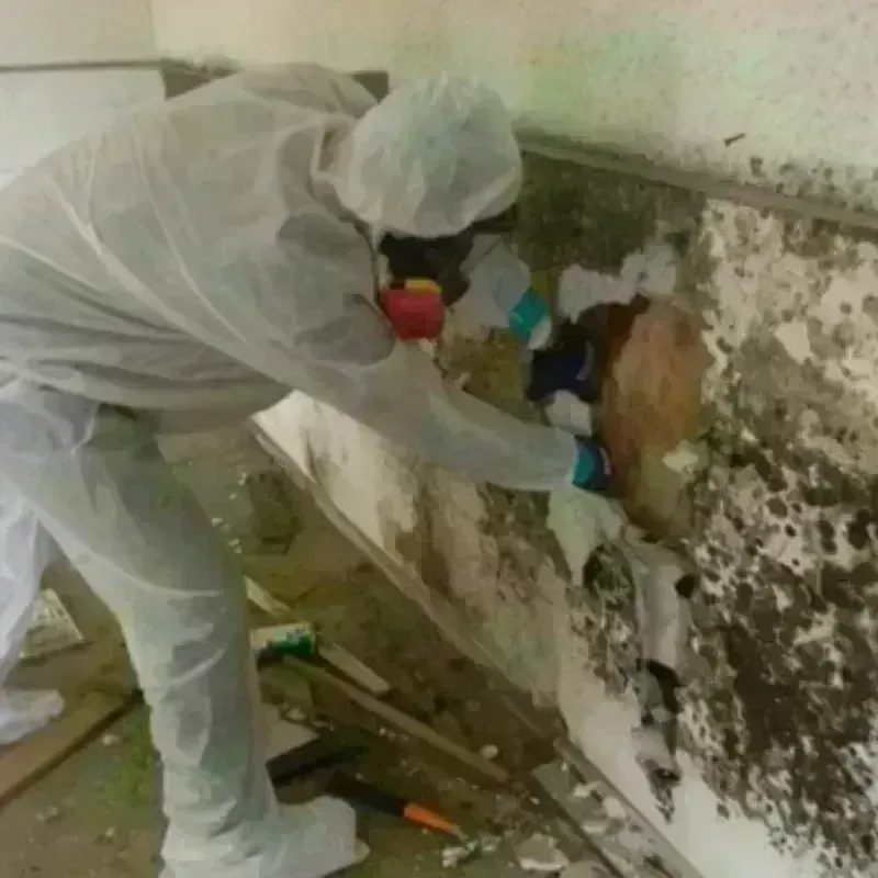 Mold Remediation and Removal in Apple Valley, MN